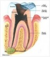 /album/endodontics/endodontics-5-jpg/